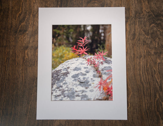 Breaking Through Matted Photography Print