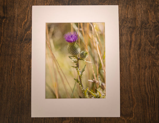 Thistle Matted Photography Print